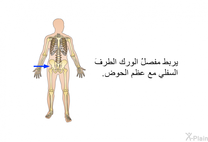 يربط مفصلُ الورك الطرفَ السفلي مع عظم الحوض.