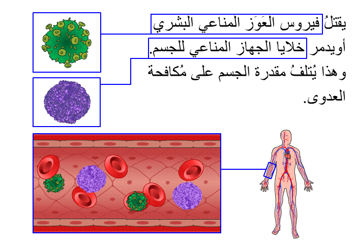 يقتلُ فيروس العَوَز المناعي البشري أويدمر خلايا الجهاز المناعي للجسم. وهذا يُتلفُ مقدرة الجسم على مُكافحة العدوى.