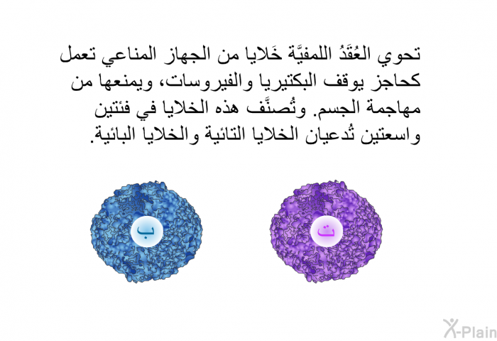 تحوي العُقَدُ اللِّمفيَّة خَلايا من الجهاز المناعي تعمل كحاجز يوقف البكتيريا والفيروسات، ويمنعها من مهاجمة الجسم. وتُصنَّف هذه الخلايا في فئتين واسعتين تُدعيان الخلايا التائية والخلايا البائية.