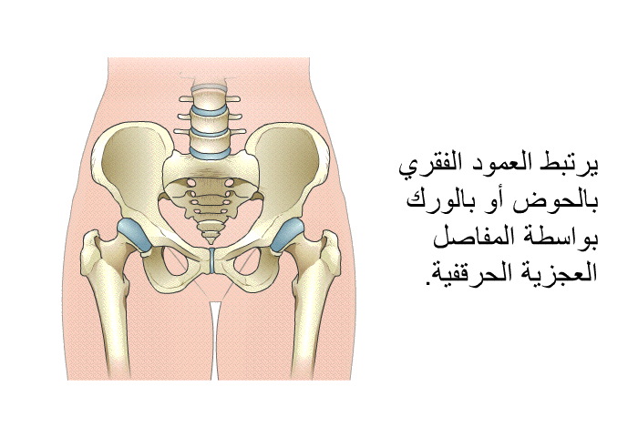 يرتبط العمود الفقري بالحوض أو بالورك بواسطة المفاصل العجزية الحرقفية.