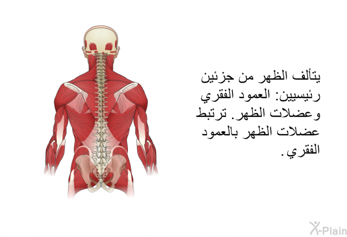 يتألف الظهر من جزئين رئيسيين: العمود الفقري وعضلات الظهر. ترتبط عضلات الظهر بالعمود الفقري.