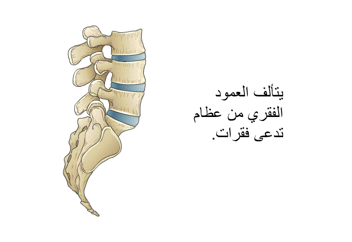 يتألف العمود الفقري من عظام تدعى فقرات.