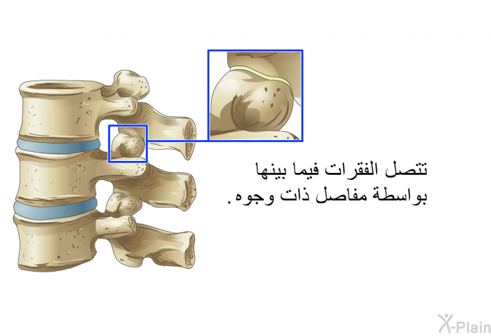 تتصل الفقرات فيما بينها بواسطة مفاصل ذات وجوه.