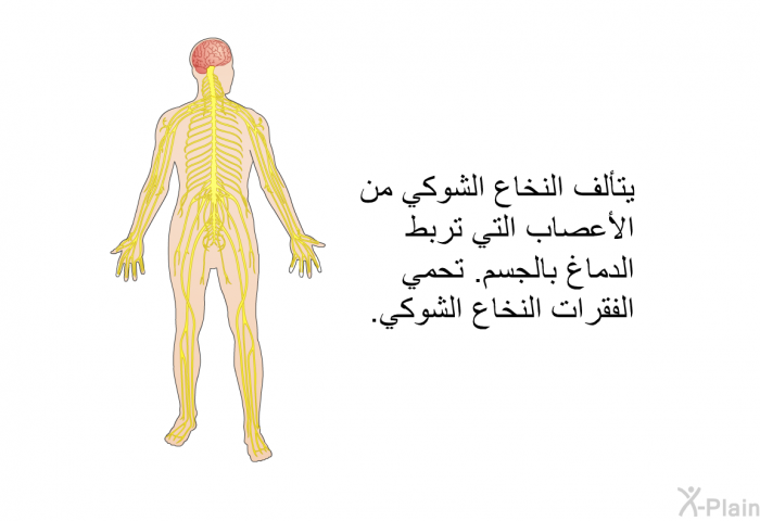 يتألف النخاع الشوكي من الأعصاب التي تربط الدماغ بالجسم. تحمي الفقرات النخاع الشوكي.