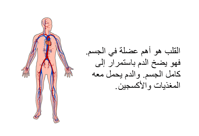 القلب هو أهم عضلة في الجسم. فهو يضخ الدم باستمرار إلى كامل الجسم. والدم يحمل معه المغذيات والأكسجين .