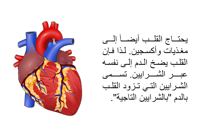 يحتاج القلب أيضا إلى مغذيات وأكسجين. لذا فإن القلب يضخ الدم إلى نفسه عبر الشرايين. تسمى الشرايين التي تزود القلب بالدم "بالشرايين التاجية".