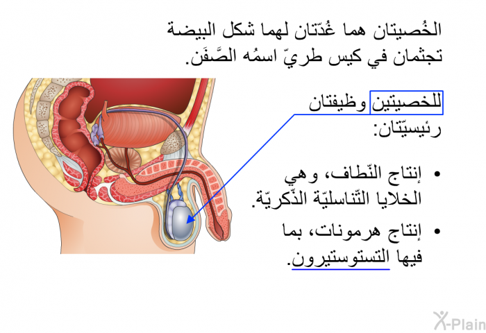 الخُصيتان هما غُدّتان لهما شكل البيضة تجثمان في كيس طريّ اسمُه الصَّفَن. للخصيتين وظيفتان رئيسيّتان:   إنتاج النّطاف، وهي الخلايا التّناسليّة الذّكريّة. إنتاج هرمونات، بما فيها التستوستيرون.