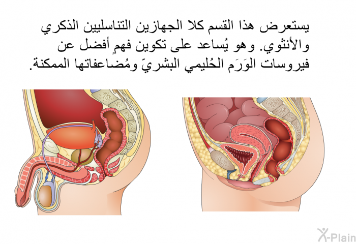 يستعرض هذا القسم كلا الجهازين التناسليين الذكري والأنثوي. وهو يُساعد على تكوين فهمٍ أفضل عن فيروسات الوَرَم الحُليمي البشريّ ومُضاعفاتها الممكنة.