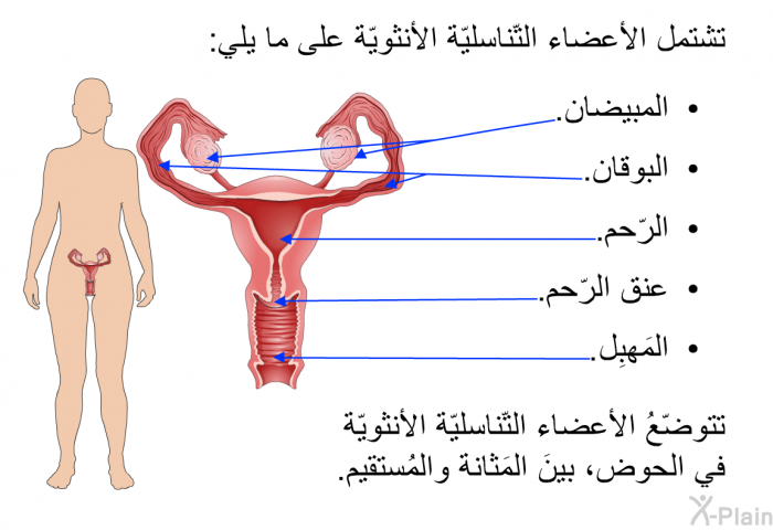 تشتمل الأعضاء التّناسليّة الأنثويّة على ما يلي:   المبيضان.  البوقان.  الرّحم.  عنق الرّحم.  المَهبِل.  
 تتوضّعُ الأعضاء التّناسليّة الأنثويّة في الحوض، بينَ المَثانة والمُستقيم.