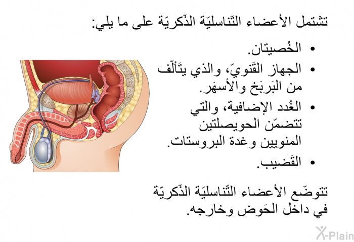 تشتمل الأعضاء التّناسليّة الذّكريّة على ما يلي:   الخُصيتان.  الجهاز القَنويّ، والذي يتَألّف من البَربَخ والأسهَر.  الغُدد الإضافية، والتي تتضمّن الحويصلتين المنويين وغدة البروستات.  القَضيب.  
 تتوضّع الأعضاء التّناسليّة الذّكريّة في داخل الحَوض وخارجه.