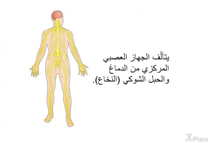 يتألَّف الجهازُ العصبي المركزي من الدماغ والحبل الشوكي (النُّخاع).