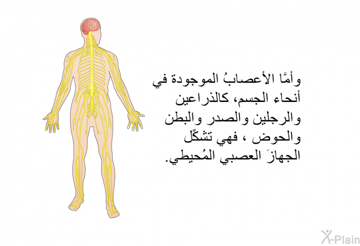 وأمَّا الأعصابُ الموجودة في أنحاء الجسم، كالذراعين والرجلين والصدر والبطن والحوض ، فهي تشكِّل الجهازَ العصبي المُحيطي.
