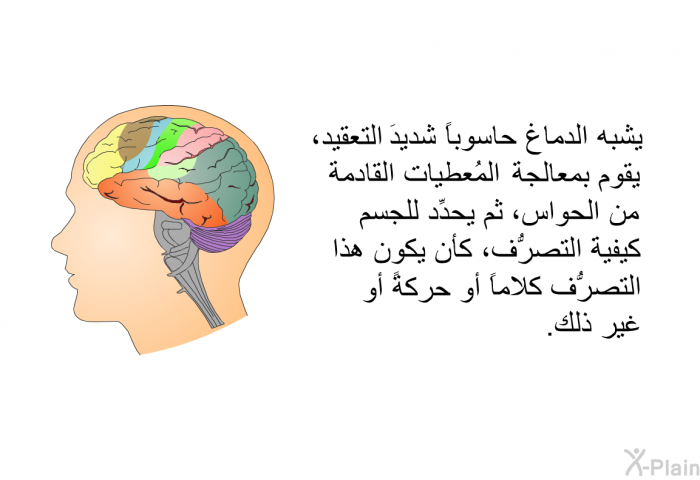 يشبه الدماغُ حاسوباً شديدَ التعقيد، يقوم بمعالجة المُعطيات القادمة من الحواس، ثم يحدِّد للجسم كيفيةَ التصرُّف، كأن يكون هذا التصرُّف كلاماً أو حركةً أو غير ذلك.