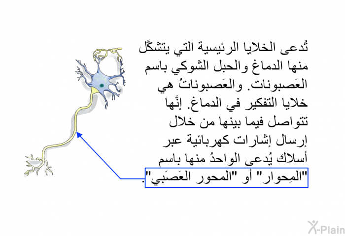 تُدعى الخلايا الرئيسية التي يتشكَّل منها الدماغُ والحبل الشوكي باسم العَصبونات. والعَصبوناتُ هي خلايا التفكير في الدماغ. إنَّها تتواصل فيما بينها من خلال إرسال إشارات كهربائية عبر أسلاك يُدعى الواحدُ منها باسم "المِحوار" أو "المحور العَصَبي".