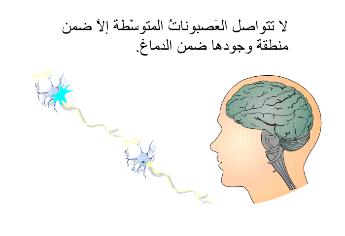 لا تتواصل العَصبوناتُ المتوسِّطة إلاَّ ضمن منطقة وجودها ضمن الدماغ.
