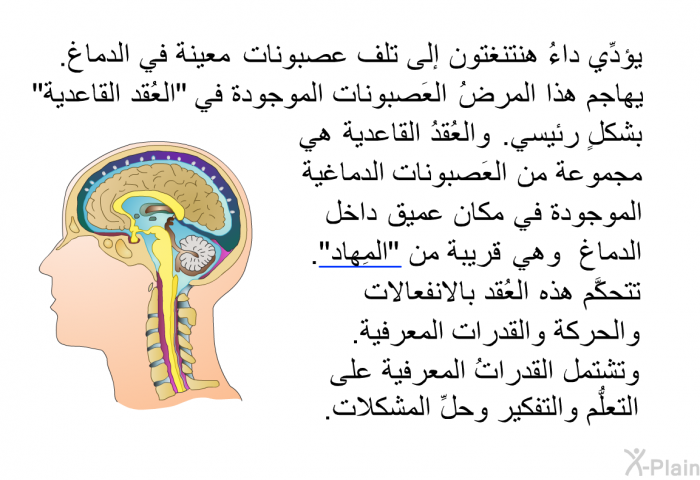 يؤدِّي داءُ هنتنغتون إلى تلف عصبونات معينة في الدماغ. يهاجم هذا المرضُ العَصبونات الموجودة في "العُقد القاعدية" بشكلٍ رئيسي. والعُقدُ القاعدية هي مجموعة من العَصبونات الدماغية الموجودة في مكانٍ عميق داخل الدماغ، وهي قريبةٌ من "المِهاد". تتحكَّم هذه العُقد بالانفعالات والحركة والقدرات المعرفية. وتشتمل القدراتُ المعرفية على التعلُّم والتفكير وحلِّ المشكلات.