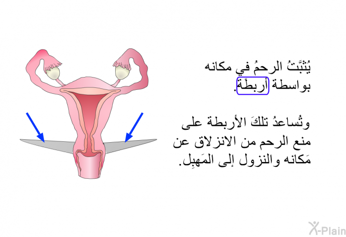 يُثبَّتُ الرحمُ في مكانه بواسطة أربطَة. وتُساعدُ تلكَ الأربطة على منع الرحم من الانزلاق عن مَكانه والنزول إلى المَهبِل.