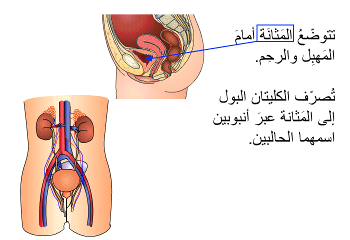 تتوضّعُ المَثانَة أمامَ المَهبِل والرحِم. +تُصرّف الكليتان البول إلى المَثانة عبرَ أنبوبين اسمهما الحالبين.