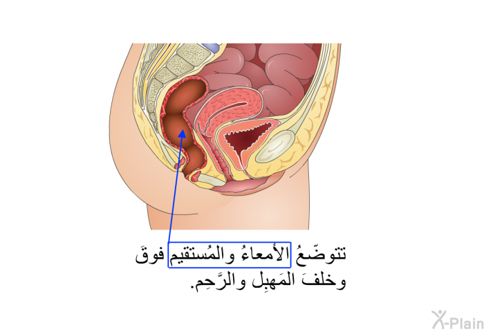 تتوضّعُ الأمعاءُ والمُستقيم فوقَ وخلفَ المَهبِل والرَّحِم.