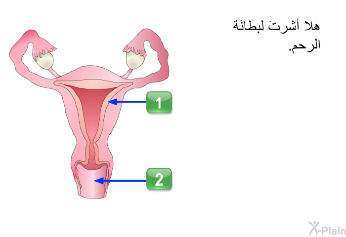 هلا أشرتَ لبطانَة الرحم.