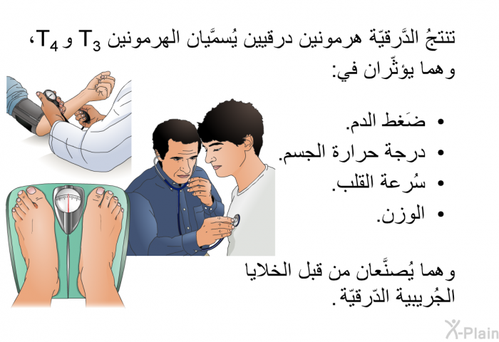 تنتجُ الدَّرقيّة هرمونين درقيين يُسمَّيان الهرمونين T<SUB>3</SUB> وT<SUB>4 </SUB>، وهما يؤثّران في:  ضَغط الدم. درجة حرارة الجسم. سُرعة القلب. الوزن.  
 وهما يُصنَّعان من قبل الخلايا الجُريبية الدّرقيّة.