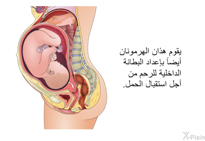 يقوم هذان الهرمونان أيضاً بإعداد البطانة الداخلية للرحِم من أجل استقبال الحمل.