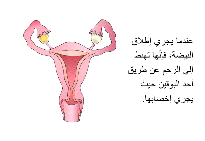 عندما يجري إطلاق البيضة، فإنَّها تهبط إلى الرحِم عن طريق أحد البوقين حيث يجري إخصابها.