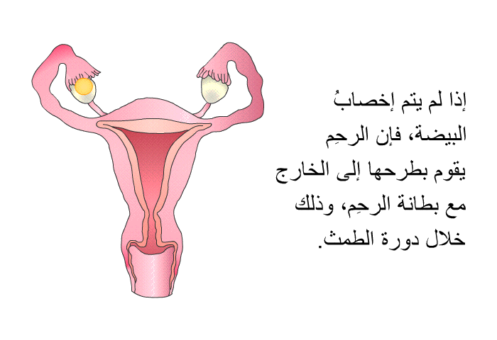 إذا لم يتم إخصابُ البيضة، فإن الرحِم يقوم بطرحها إلى الخارج مع بطانة الرحِم، وذلك خلال دورة الطمث.