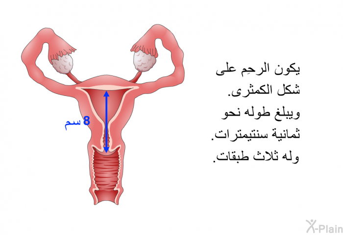 يكون الرحِم على شكل الكمثرى. ويبلغ طوله نحو ثمانية سنتيمترات. وله ثلاث طبقات.
