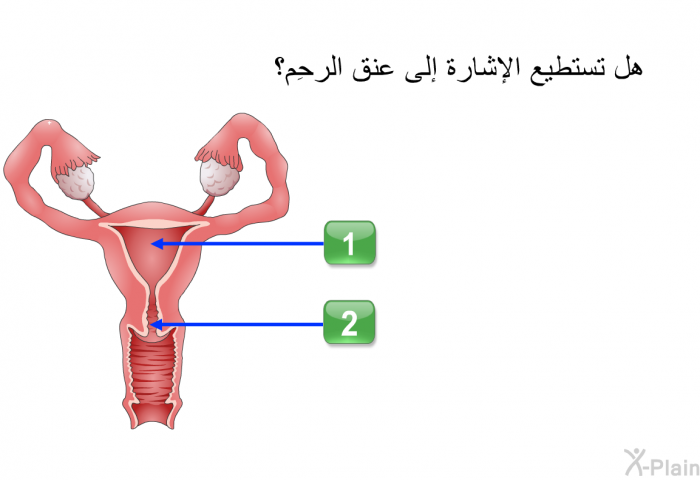 هل تستطيع الإشارة إلى عنق الرحِم؟