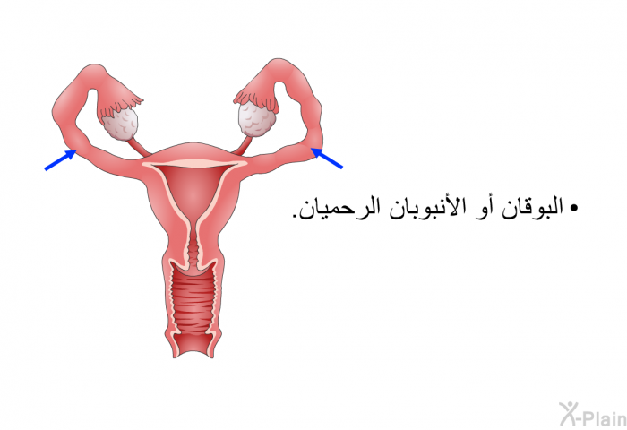 البوقان أو الأنبوبان الرحميان.