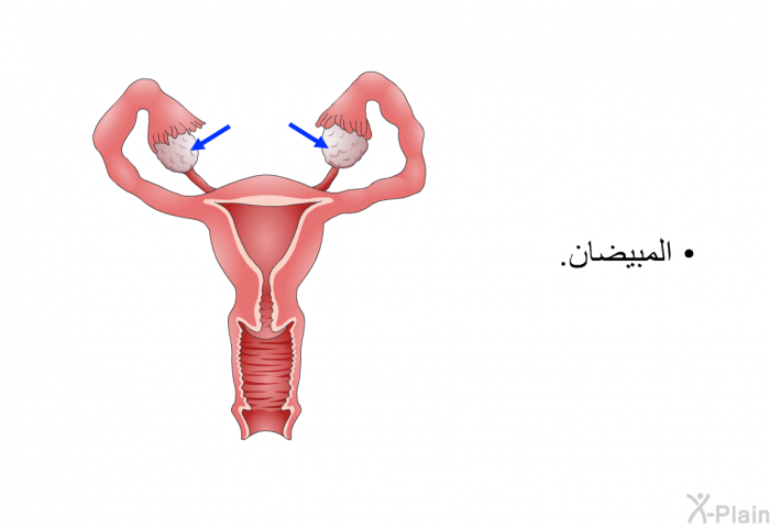 المبيضان.