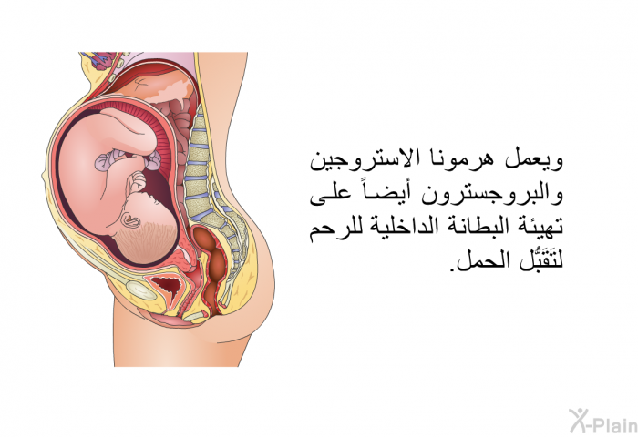 ويعمل هرمونا الاستروجين والبروجسترون أيضاً على تهيئة البطانة الداخلية للرحم لتَقَبُّل الحمل<B>.</B>