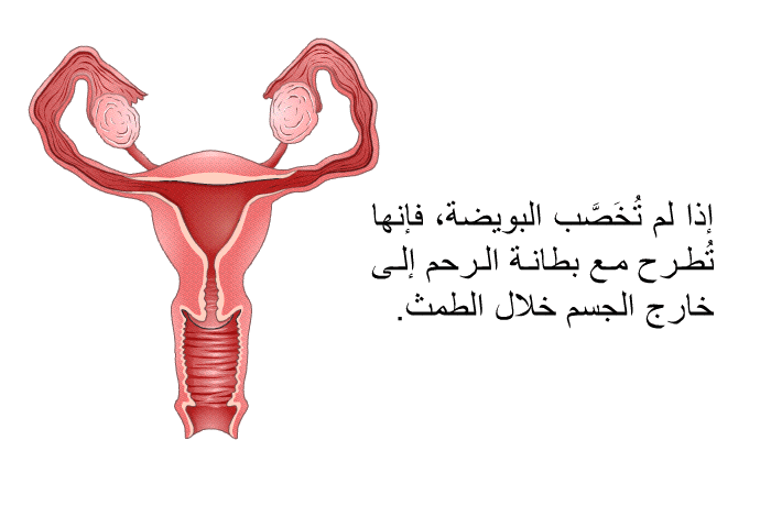 إذا لم تُخَصَّب البويضة، فإنها تُطرح مع بطانة الرحم إلى خارج الجسم خلال الطمث<B>.</B>