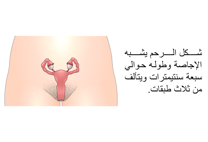 شكل الرحم يشبه الإجاصة وطوله حوالي سبعة سنتيمترات ويتألف من ثلاث طبقات<B>.</B>