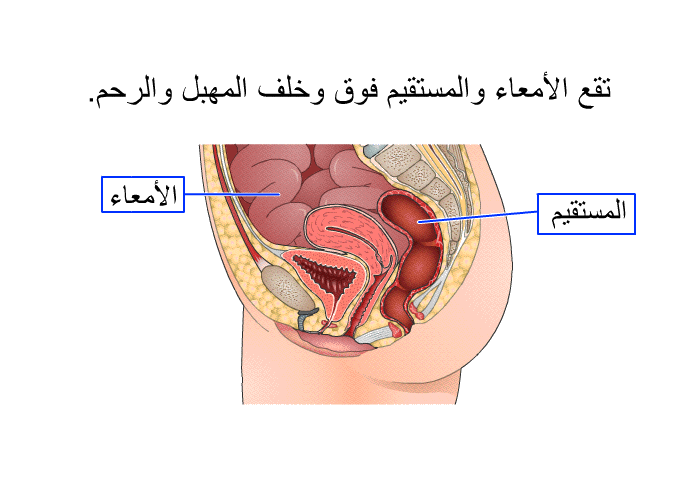 تقع الأمعاء والمستقيم فوق وخلف المهبل والرحم<B>.</B>