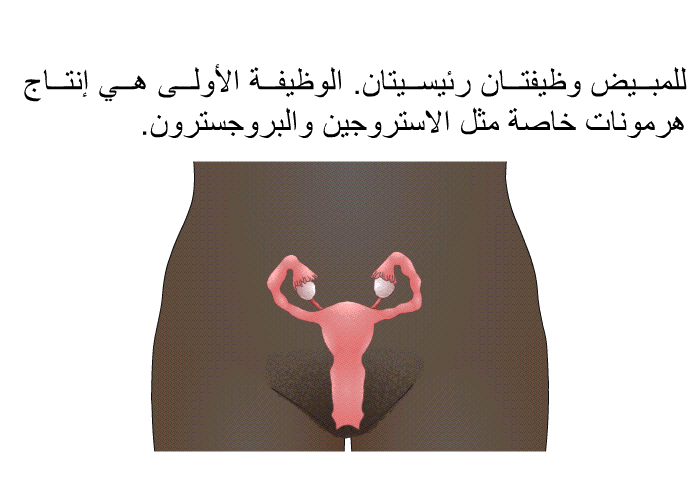للمبيض وظيفتان رئيسيتان<B>. </B>الوظيفة الأولى هي إنتاج هرمونات خاصة مثل الاستروجين والبروجسترون<B>. </B>