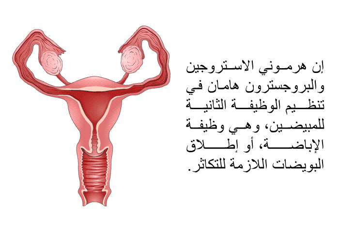 إن هرموني الاستروجين والبروجسترون هامان في تنظيم الوظيفة الثانية للمبيضين، وهي وظيفة الإباضة، أو إطلاق البويضات اللازمة للتكاثر<B>. </B>
