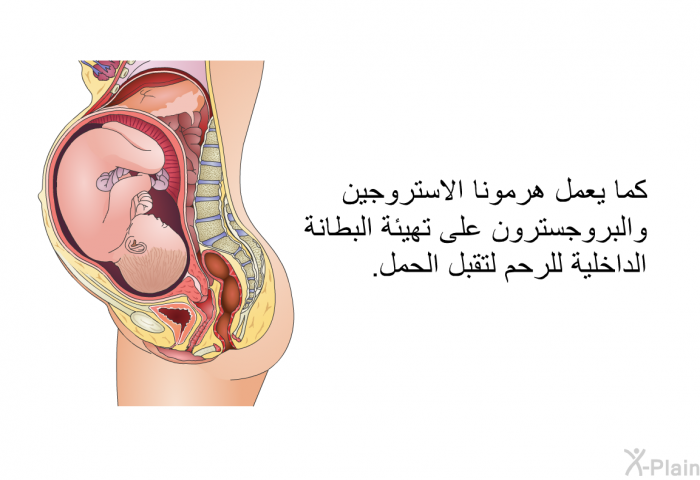 كما يعمل هرمونا الاستروجين والبروجسترون على تهيئة البطانة الداخلية للرحم لتقبل الحمل.