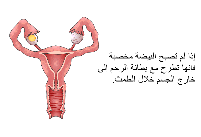 إذا لم تصبح البيضة مخصبة فإنها تطرح مع بطانة الرحم إلى خارج الجسم خلال الطمث.