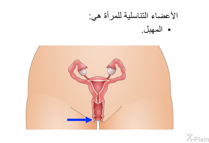 الأعضاء التناسلية للمرأة هي:  المهبل