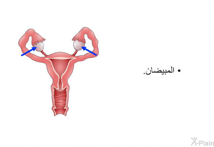 المبيضان