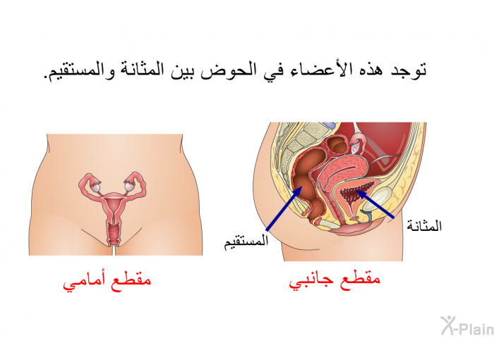 توجد هذه الأعضاء في الحوض بين المثانة والمستقيم.