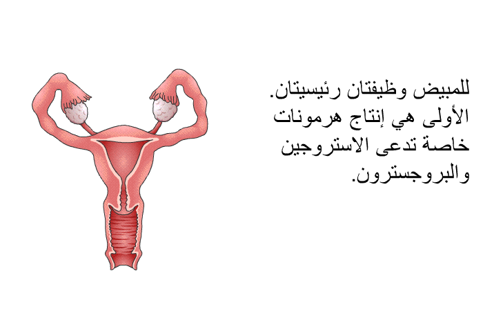 للمبيض وظيفتان رئيسيتان. الأولى هي إنتاج هرمونات خاصة تدعى الاستروجين والبروجسترون.