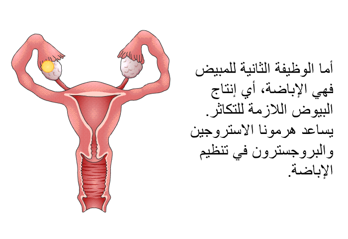 أما الوظيفة الثانية للمبيض فهي الإباضة، أي إنتاج البيوض اللازمة للتكاثر. يساعد هرمونا الاستروجين والبروجسترون في تنظيم الإباضة.