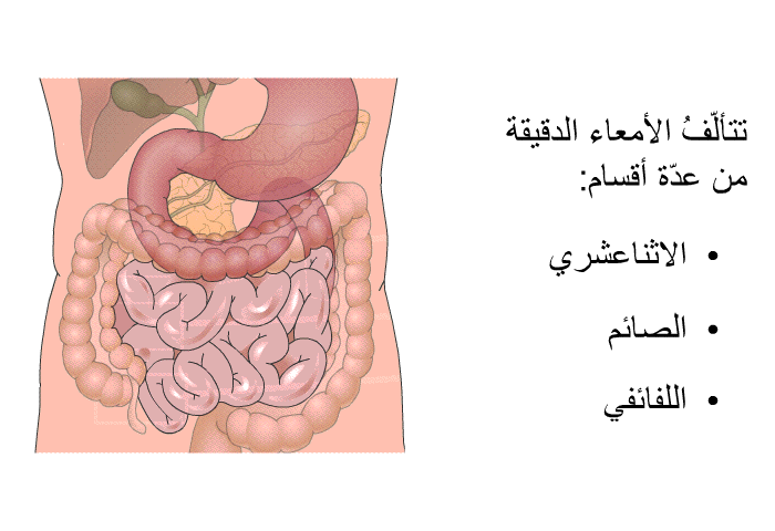 تتألّفُ الأمعاء الدقيقة من عدّة أقسام:  الاثناعشري الصائم. اللفائفيّ.