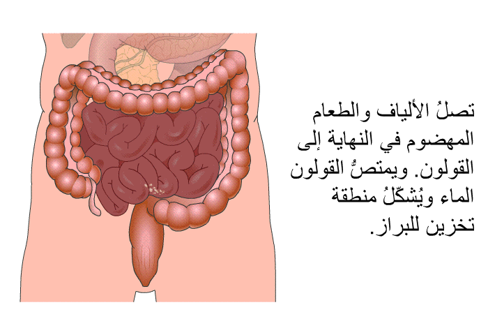 تصلُ الألياف والطعام المهضوم في النهاية إلى القولون. ويمتصُّ القولون الماء ويُشكّلُ منطقة تخزين للبراز.