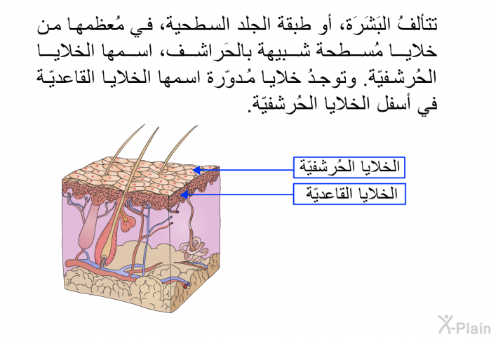 تتألفُ البَشَرَة، أو طبقة الجلد السطحية، في مُعظمها من خلايا مُسطحة شبيهة بالحَراشف، اسمها الخلايا الحُرشفيّة. وتوجدُ خلايا مُدوّرة اسمها الخلايا القاعديّة في أسفل الخلايا الحُرشفيّة.