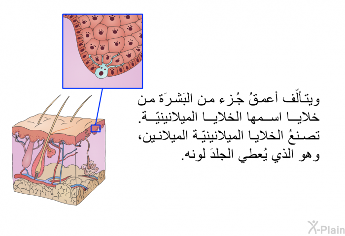 ويتألّف أعمقُ جُزء من البَشرَة من خلايا اسمها الخلايا الميلانينيّة. تصنعُ الخلايا الميلانينيّة الميلانين، وهو الذي يُعطي الجلدَ لونه.