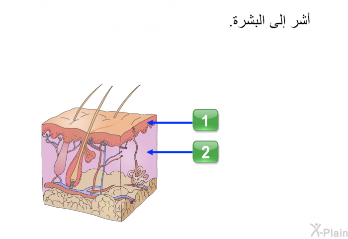 أشر إلى البشرة.